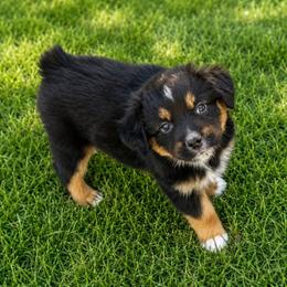 Oliver - Black tri male Miniature Australian Shepherd puppy in Lakeport, California from Akins Aussies/Wild Rose Ranch