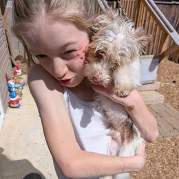 Chase - Parti male Yorkshire Terrier puppy in Elizabethtown, Kentucky from Teeny Tiny Puppy Tails