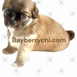 MONTY 3300 - Sable spotted white male Chihuahua puppy in Richmond, Virginia from Bayberry Chihuahuas