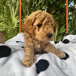 Black Collar - Apricot female Goldendoodle puppy in Cocoa, Florida from Leopard n Lace Doodles