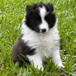 Nebula - Black and white female Shetland Sheepdog puppy in Miami, Florida from Cielito Lindo Shelties