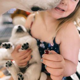 Golden Retriever Puppies from DeClercks Goldens