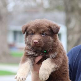 Spaghetti (Green) - Liver male German Shepherd puppy in Garrett, Indiana from Devil-Dog Shepherds