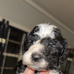 Buzz - Black and white male Sheepadoodle puppy in Lumberton, Mississippi from Doris’ Darlin Doxies & Doodles