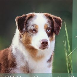 Patches - Miniature American Shepherd