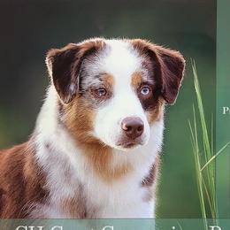 Patches - Miniature American Shepherd