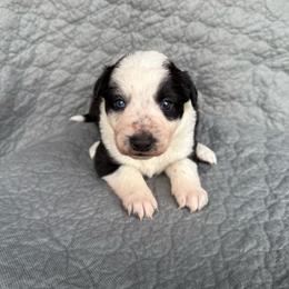 Geneva - Black and white female Border Collie puppy in Centerville, Washington from Forthright Farms