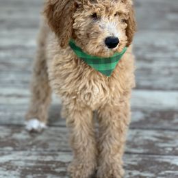 Poodle Puppies from Castleberry Doodles and Poodles