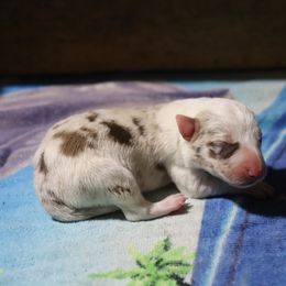 Ross - Red merle male Border Collie puppy in Alabama from Bar C Farms