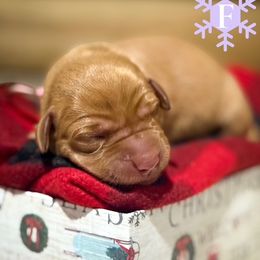 Girl 3 - female Labrador Retriever puppy in Franklin, Virginia from Oak Hollow Retrievers