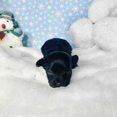 Havana Silk Dog Puppies from Joyful Heart Silks