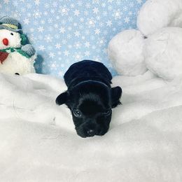 Havana Silk Dog Puppies from Joyful Heart Silks