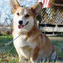 Flo - Pembroke Welsh Corgi