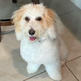 Chloe - Australian Labradoodle