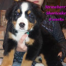 Strawberry Shortcake - Tri-color female Bernese Mountain Dog puppy in Shawnee, Oklahoma from Little House