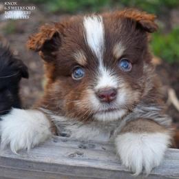 Knox - Red tri male Miniature Australian Shepherd puppy in Patterson, North Carolina from DreamLine Aussies