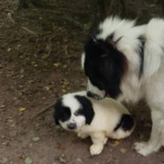 Karakachans from Hilljack Farm