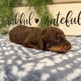Coco - Chocolate and tan female Dachshund puppy in Stilwell, Oklahoma from B & K Dachshunds