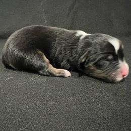 Girl 2 - Black tri female Miniature Australian Shepherd puppy in Lubbock, Texas from Reveille awesome aussies