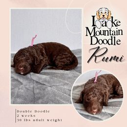 Rumi - Chocolate female Double Doodle puppy in Eagle Mountain, Utah from Lake Mountain Doodle