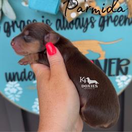 Parmida - Chocolate and tan female Dachshund puppy in Tulsa, Oklahoma from K4 Doxies