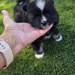 Pomeranian and Pomsky Puppies from Amazing High Desert Pomskys
