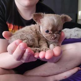 Chihuahua Puppies from ChibiChi