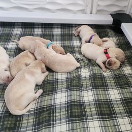 Golden Retrievers from Kacie My Girl Goldens