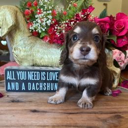 Hershey - Chocolate and cream female Dachshund puppy in Perryville, Maryland from Heavenly Heritage Dachshunds and Doods