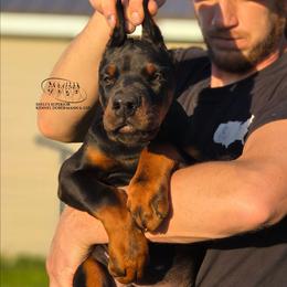 Malik (CO-OWN ONLY) - Black and rust male Doberman Pinscher puppy in China Township, Michigan from Snell's Superior Kennel Dobermann & GSP