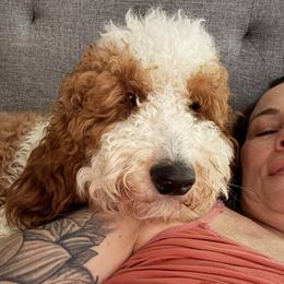 Atlas - Goldendoodle