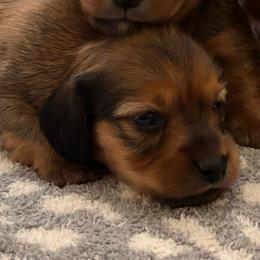 Roman - Red male Dachshund puppy in Clarksdale, Mississippi from Bo Didley's Doxies