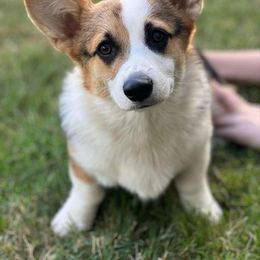 Tato - Pembroke Welsh Corgi