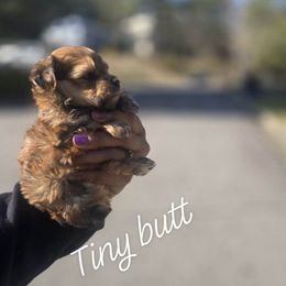 Biewer Terrier, Yorkipoo, and Yorkshire Terrier Puppies from Tiny Paws Luxury Pets