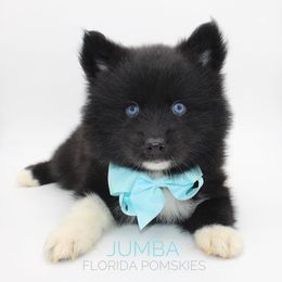 Pomsky Puppies from Florida Pomskies