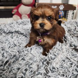 Arial - Red female Havanese puppy in Alabama from Havanese Cuban Cuties