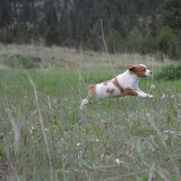 Brittany Puppies from Tommie Dahl