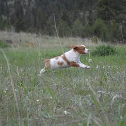 Brittany Puppies from Tommie Dahl