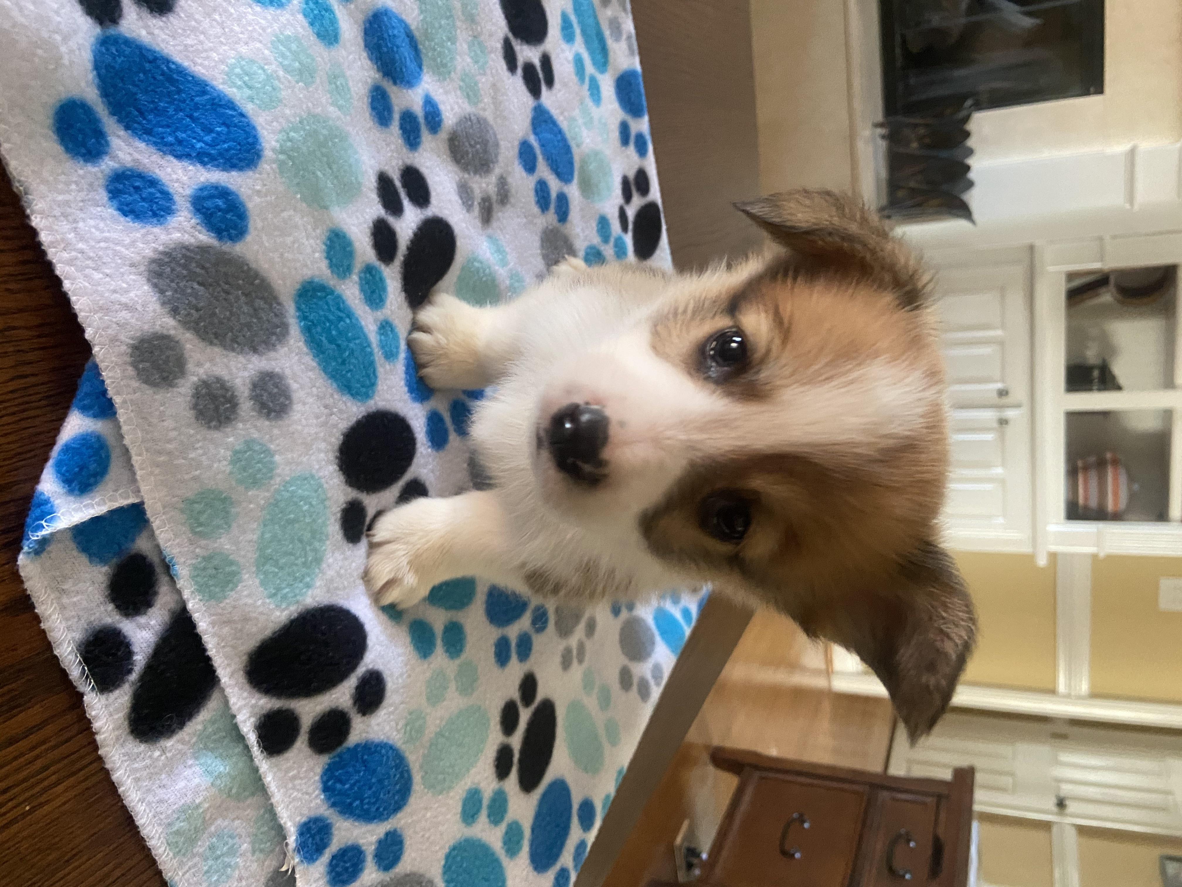 Australian Shepherd and Pembroke Welsh Corgi Puppies from Red Elephant Farms