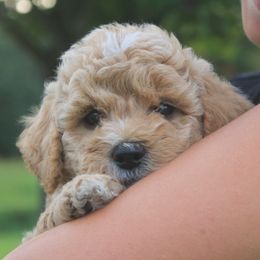 Cockapoos and Labradoodles from Pleasant View Labradoodles and micro cockapoos