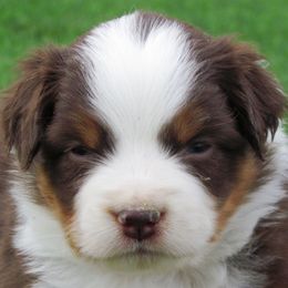 Harvest Wind Mini Americans breeder of Miniature American Shepherd