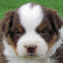 Harvest Wind Mini Americans breeder of Miniature American Shepherd