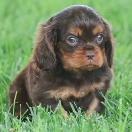 Hershey's double dip - Chocolate male Cavalier King Charles Spaniel puppy in Saint Augustine, Florida from STARGAZER CAVALIERS