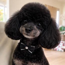 Cali girl - Poodle
