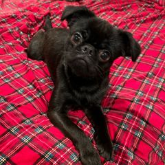 Benny - Brussels Griffon