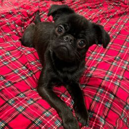 Benny - Brussels Griffon