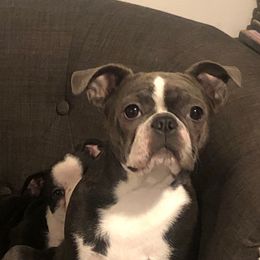 Maya - Black brindle and white female Boston Terrier puppy in Spokane Valley, Washington from Saltese Acres Boston Terriers