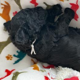 Pink-ROSE - Black female Poodle puppy in Hamilton Square, New Jersey from Sweet Standards