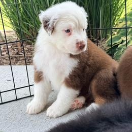 Boy 5 - Red tri male Miniature Australian Shepherd puppy in Arcadia, Indiana from Sunset Cowgirl Mini Aussies