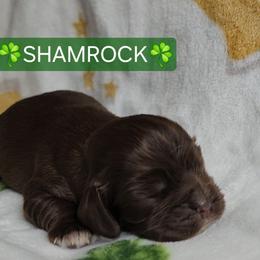 AKC Shamrock - Brown male Cocker Spaniel puppy in Morristown, Tennessee from Down in the Holler